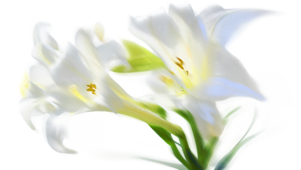 Easter Website Header